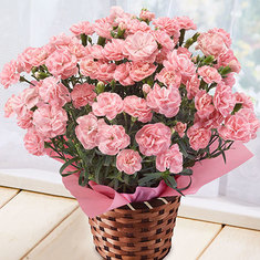 2020年母の日ギフトランキング9位_≪早割★２００円オフ≫カーネーションピーチコンポート【５月６日―１０日お届け】