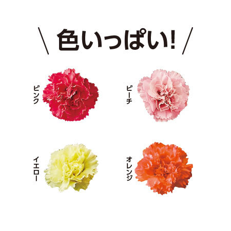 ≪超早割★７９０円オフ≫カーネーション４色ミックス「しあわせ」とカステラ【５月６日―１０日お届け】