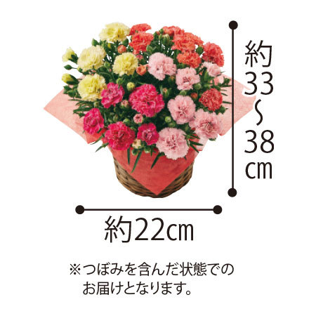 ≪超早割★７９０円オフ≫カーネーション４色ミックス「しあわせ」とカステラ【５月６日―１０日お届け】