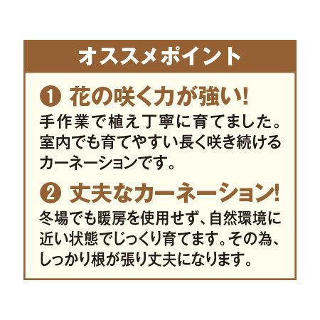 ≪超早割★７９０円オフ≫カーネーション４色ミックス「しあわせ」とカステラ【５月６日―１０日お届け】