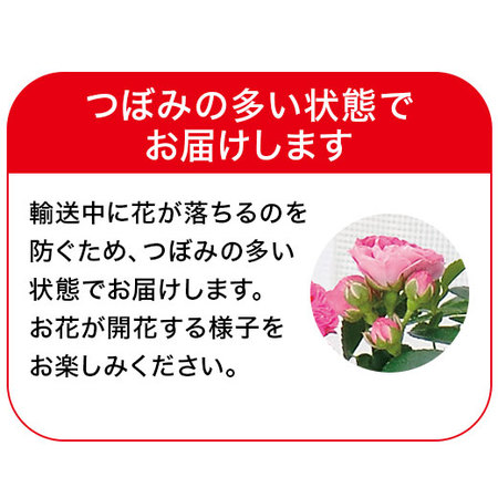 ≪早割★１，０００円オフ≫キングローズアーチ仕立て【５月６日―１０日お届け】