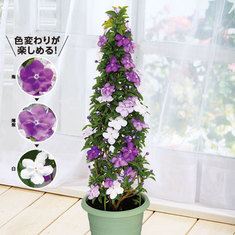 2020年母の日ギフトランキング4位_≪早割★１，０００円オフ≫ニオイバンマツリタワー仕立て【５月６日―１０日お届け】