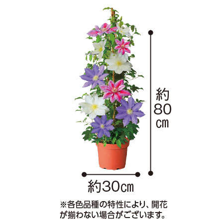 ３色ミックスクレマチスタワー仕立て７号母 食品通販のベルーナグルメ 公式