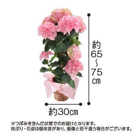 あじさいマリーアントワネットスタンド仕母