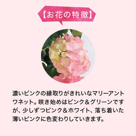 あじさいマリーアントワネットスタンド仕母