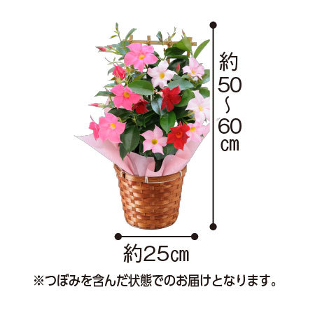 ３色ミックスマンデビラトレリス仕立て母