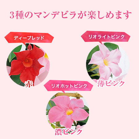 ３色ミックスマンデビラトレリス仕立て母