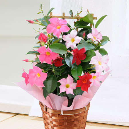 ３色ミックスマンデビラトレリス仕立て母