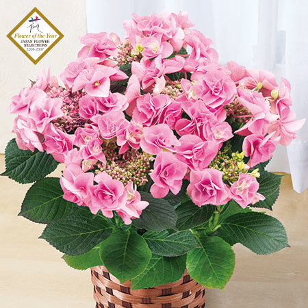 あじさいフェアリーアイ５号【５月６日―５月１０日お届け】