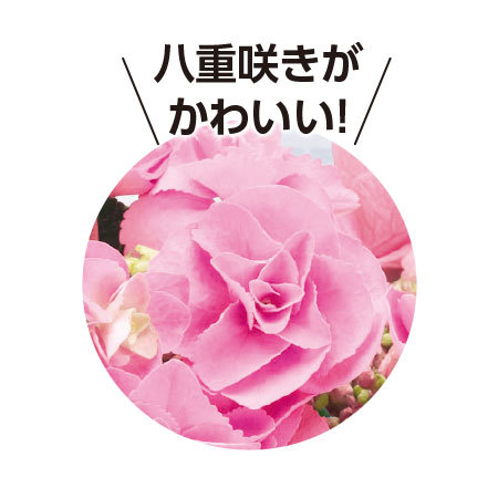 あじさいフェアリーアイ５号とカステラセット【５月６日―５月１０日お届け】