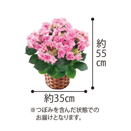 あじさいフェアリーアイ５号とカステラセット【５月６日―５月１０日お届け】