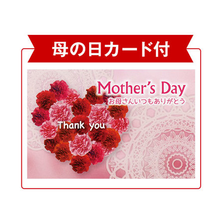 あじさいフェアリーアイ５号とカステラセット【５月６日―５月１０日お届け】