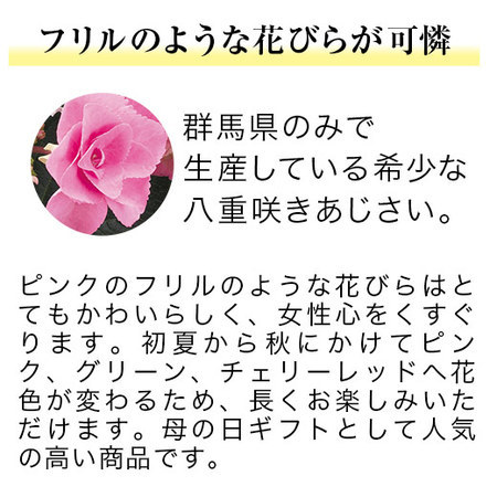 あじさいフェアリーアイ５号とカステラセット【５月６日―５月１０日お届け】
