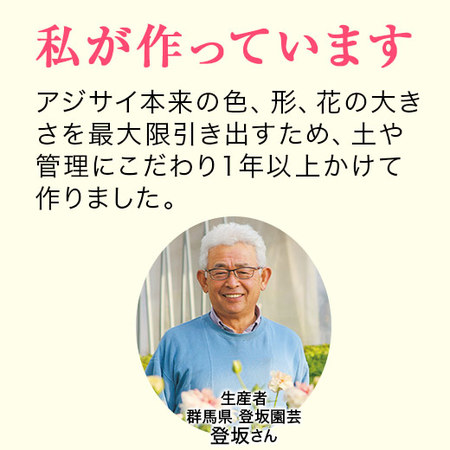 ≪早割★１，０００円オフ≫あじさいフェアリーアイ５号とカステラセット【５月６日―１０日お届け】