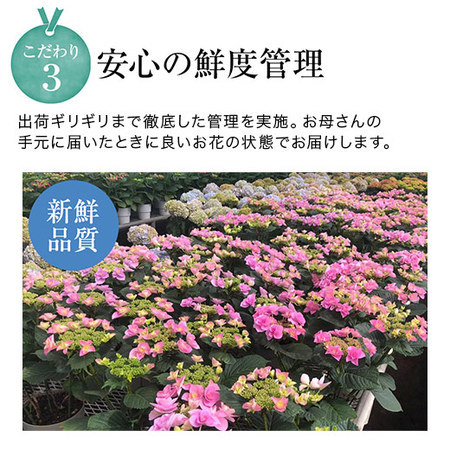 あじさいてまりてまり5号 5月6日 5月10日お届け 食品通販のベルーナグルメ 公式 あじさいてまりてまり5号 5月6日 5月10日お届け 食品通販のベルーナグルメ 公式