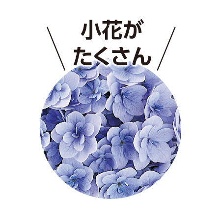 あじさいてまりてまり５号とカステラセット【５月６日―５月１０日お届け】