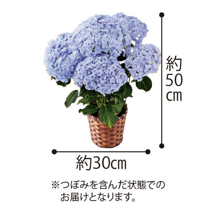 あじさいてまりてまり５号とカステラセット【５月６日―５月１０日お届け】