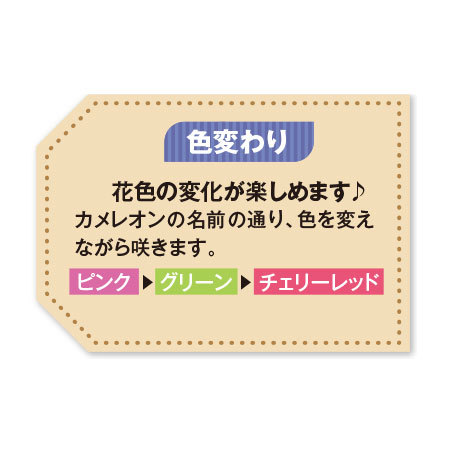 ≪超早割★５４０円オフ≫あじさいカメレオン【５月６日―１０日お届け】