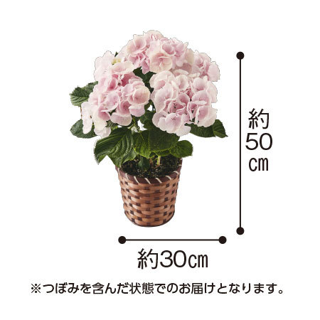 ≪超早割★５４０円オフ≫あじさいカメレオン【５月６日―１０日お届け】