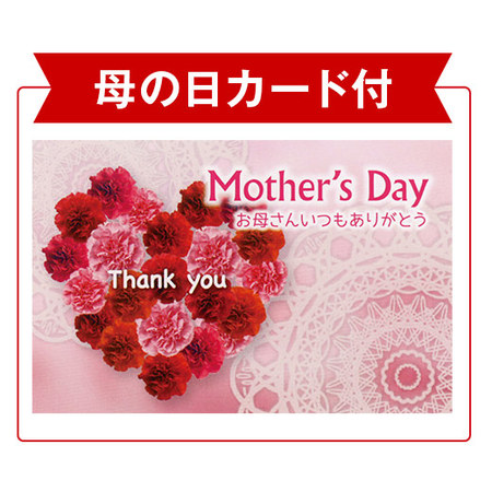 ≪超早割★５４０円オフ≫あじさいカメレオン【５月６日―１０日お届け】