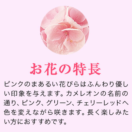 ≪超早割★５４０円オフ≫あじさいカメレオン【５月６日―１０日お届け】