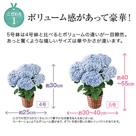 ≪超早割★５４０円オフ≫あじさいカメレオン【５月６日―１０日お届け】