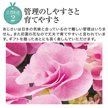 ≪超早割★５４０円オフ≫あじさいカメレオン【５月６日―１０日お届け】