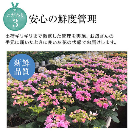 ≪超早割★５４０円オフ≫あじさいカメレオン【５月６日―１０日お届け】