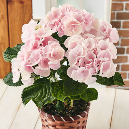 ≪超早割★５４０円オフ≫あじさいカメレオン【５月６日―１０日お届け】