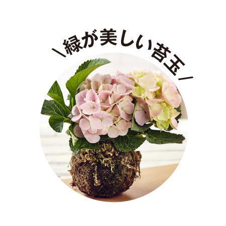 苔玉あじさいコメット母