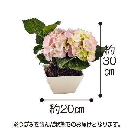 苔玉あじさいコメット母