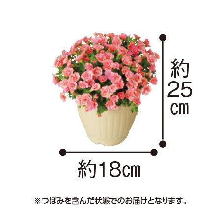 ≪早割★４００円オフ≫カリブラコアピーチイエロー【５月６日―１０日お届け】