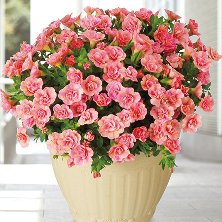 ≪早割★４００円オフ≫カリブラコアピーチイエロー【５月６日―１０日お届け】