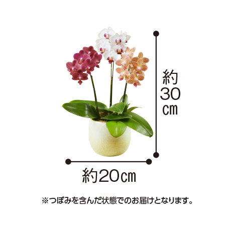≪早割★５００円オフ≫ミディ胡蝶蘭ミックス３本立【５月６日―１０日お届け
