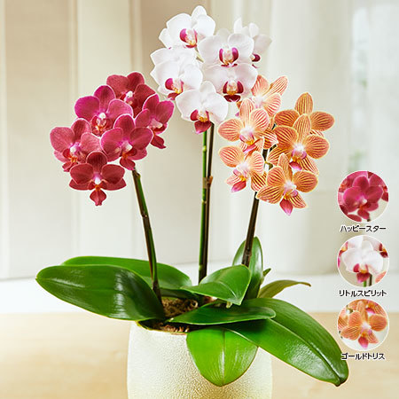 ≪早割★５００円オフ≫ミディ胡蝶蘭ミックス３本立【５月６日―１０日お届け
