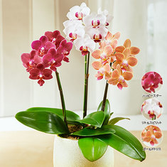 2020年母の日ギフトランキング6位_≪早割★５００円オフ≫ミディ胡蝶蘭ミックス３本立【５月６日―１０日お届け】