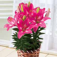 2020年母の日ギフトランキング10位_≪早割★４００円オフ≫テーブルリリーロザリン【５月６日―１０日お届け】