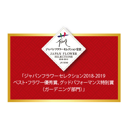 スーパーサルビア　ロックンロール　ディープパープル　６月中旬より順次お届け