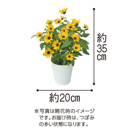 受賞品種！夏の鉢花３点セット　６月中旬より順次お届け