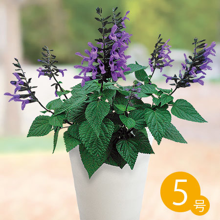 受賞品種！夏の鉢花３点セット　６月中旬より順次お届け