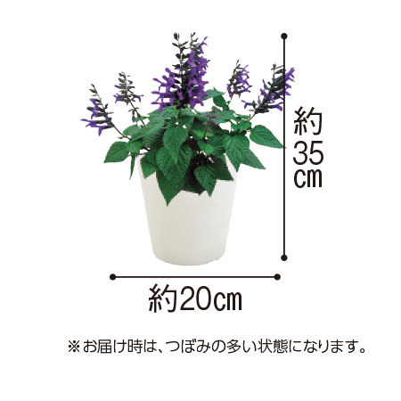 受賞品種！夏の鉢花３点セット　６月中旬より順次お届け