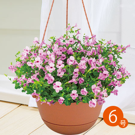 受賞品種！夏の鉢花３点セット　６月中旬より順次お届け