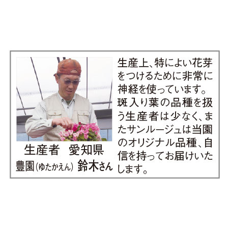 ３色ミックスブーゲンビリア タワー仕立て ５月中旬より順次お届け 食品通販のベルーナグルメ 公式