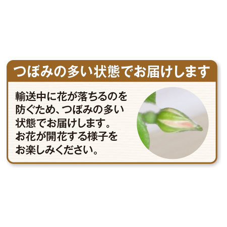 ≪早割★６００円オフ≫ミニバラアズミノタワー仕立て【５月６日―１０日お届け】