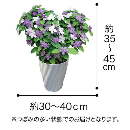 ニオイバンマツリハート仕立て【５月６日―１０日お届け】