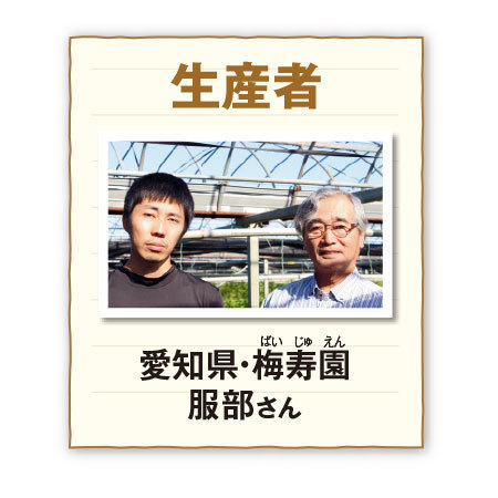 ニオイバンマツリハート仕立て【５月６日―１０日お届け】
