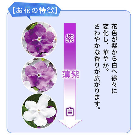 ニオイバンマツリハート仕立て【５月６日―１０日お届け】