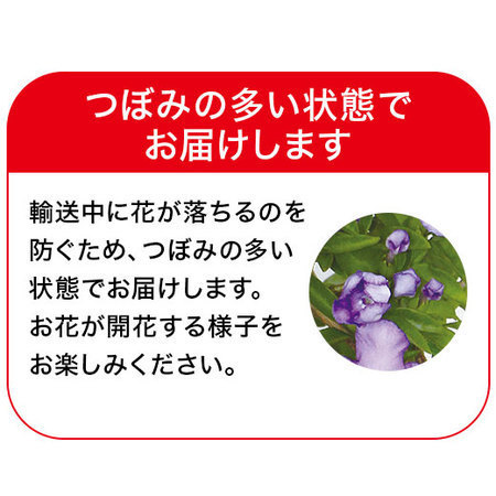 ニオイバンマツリハート仕立て【５月６日―１０日お届け】
