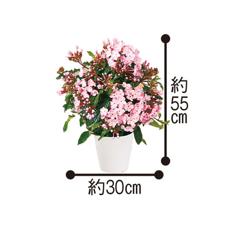 ルクリア「舞」タワー仕立て　１１月下旬より順次