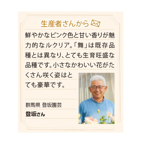 ルクリア「舞」タワー仕立て　１１月下旬より順次
